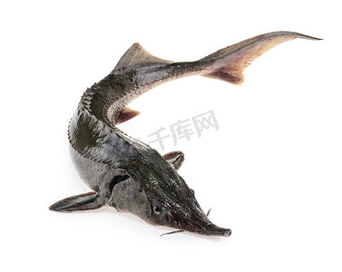灰色水摄影照片_上白孤立的新鲜鲟鱼鱼