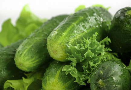 fresh cucumbers with lettuce close up