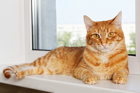 红色绒摄影照片_红猫咪趴在窗台上