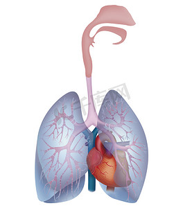 上腔静脉摄影照片_在白色的心脏和肺部
