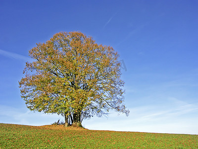 foliage摄影照片_寂寞秋天一棵树