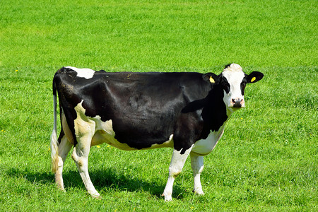 欧洲牧场摄影照片_瑞士奶牛在青青的牧场