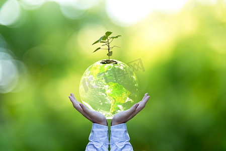 地球和人类双手在拯救地球的概念，由 Nas 提供此图像元素的绿色自然树