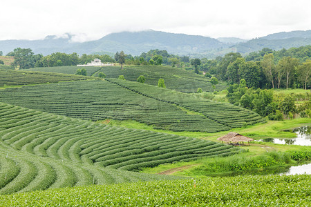 茶园日出摄影照片_茶园在日出的美丽的风景