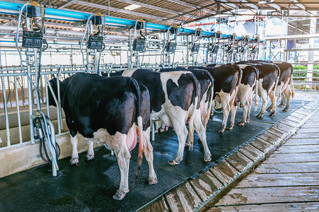 在农场，奶牛挤奶设施与现代挤奶机.
