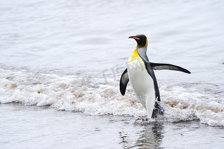 南极地区摄影照片_王企鹅 (Aptenodytes patagonicus)