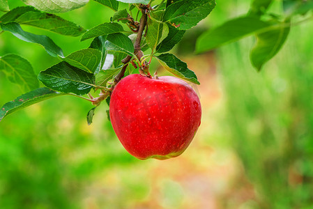 成熟的苹果摄影照片_枝上的有机红苹果