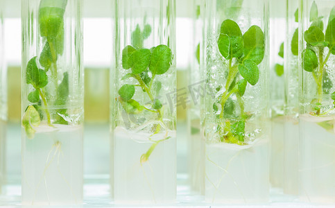 植物马铃薯摄影照片_利特尔植物的马铃薯实验室管