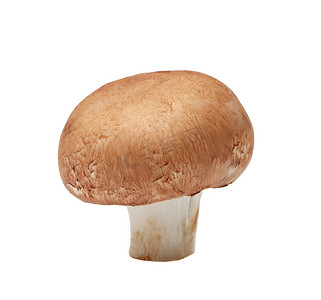 mushroom摄影照片_Champignon Mushroom在白色背景下被隔离