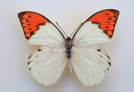 大橙色提示 (Hebomoia glaucippe) 标本分离