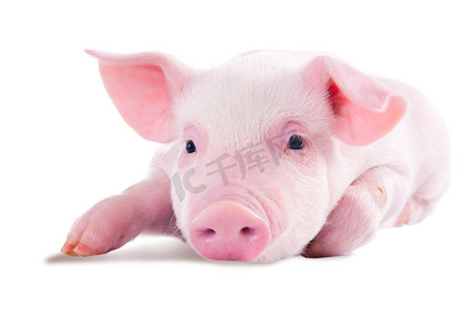 粉红小摄影照片_粉红色的猪。白色背景上孤立