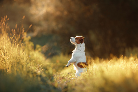 遛狗摄影照片_自然，绿党，在草地上的杰克罗素梗犬遛狗