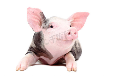 千张卷猪头肉摄影照片_有趣的小猪的画像