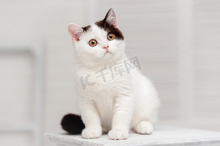 贪吃的小猫咪摄影照片_斑点的白色小猫