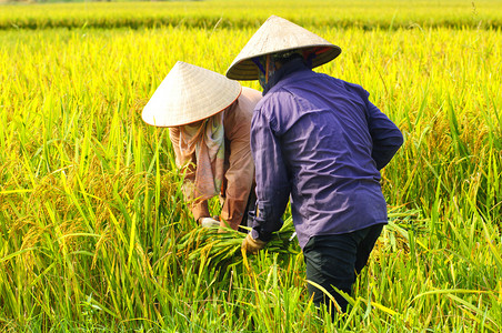 越南农民利用水稻对河内有场.