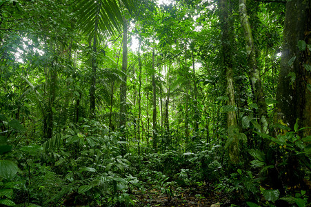 热带的雨林景观亚马逊