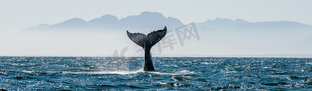 海洋生命摄影照片_与鲸鱼尾巴海景