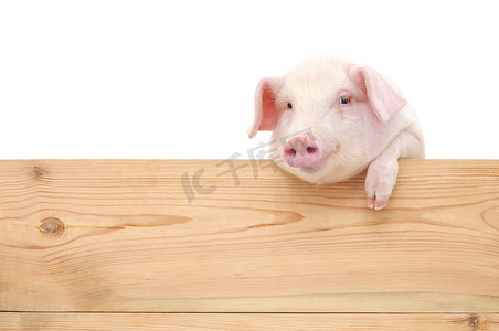 漂亮的小猪摄影照片_猪用板