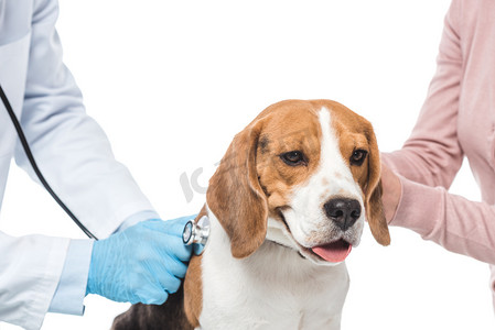 女性手持小猎犬和兽医的裁剪镜头在白色背景下用听诊器检查它