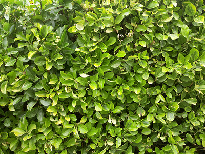 foliage摄影照片_Flowerbed with fresh green plants