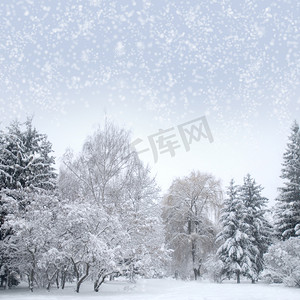 圣诞摄影照片_与雪的白色圣诞森林。
