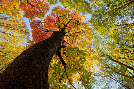 植物阳光摄影照片_秋天的森林