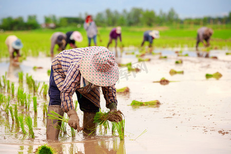 亚洲农民水稻提交工作
