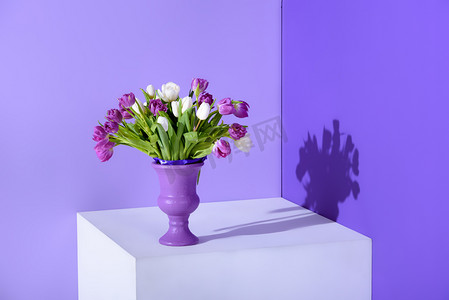 郁金香花摄影照片_白色和紫色郁金香花在立方体, 紫红色趋向的花瓶