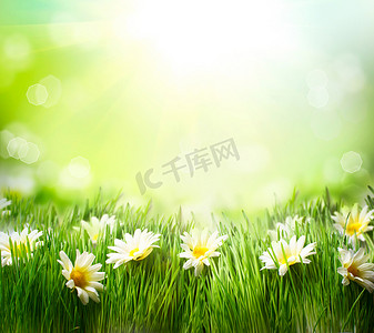 桑花摄影照片_春梅多与雏菊。草与花的边界