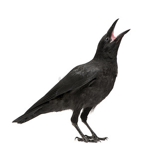 黑色座摄影照片_年轻吃腐肉的乌鸦-乌鸦 (3 个月)