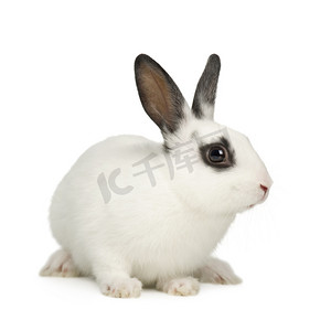 白色兔子摄影照片_兔子