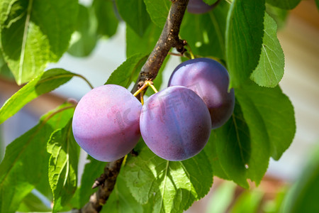 agriculture摄影照片_Plums on a tree