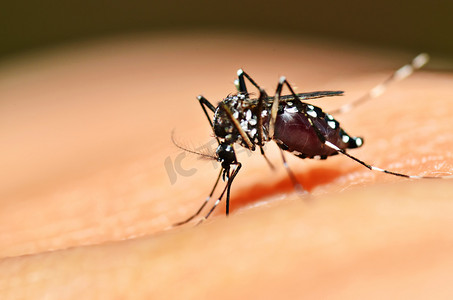 扁的摄影照片_白纹伊蚊的蚊子吸