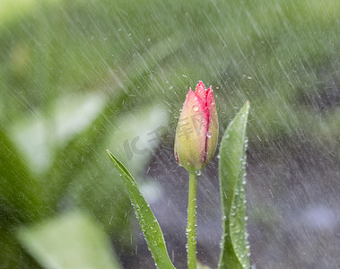 与水背景摄影照片_单花在春雨中
