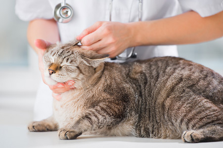 兽医在诊所做检查时，看着猫的耳朵