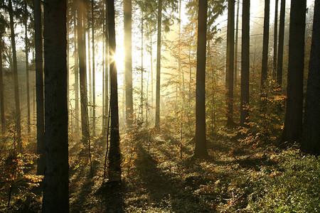 秋autumn摄影照片_Autumn coniferous forest