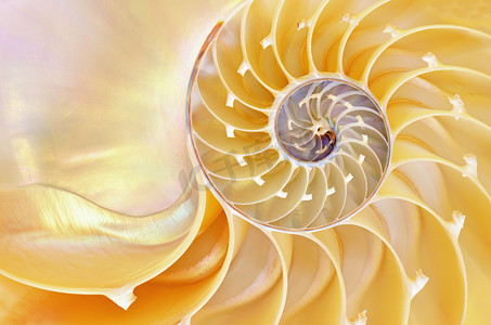 鹦鹉螺的壳