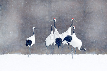 白色的丹顶鹤摄影照片_日本冬季有雪片的鹤群。舞蹈对丹顶鹤与开放翼在飞行, 与雪风暴, 北海道, 日本。鸟儿在飞翔, 冬天的景象与雪。自然雪舞.