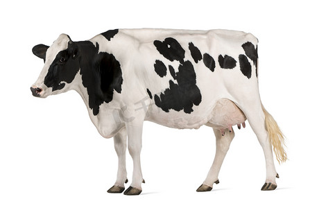 黑牛摄影照片_荷斯坦奶牛，5 岁，站在前面的白色背景