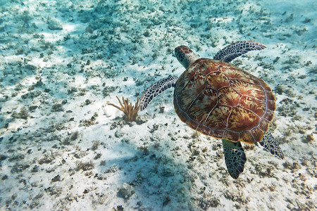 协会招新摄影照片_绿海龟在加勒比海游泳