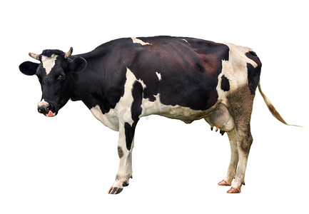 年轻的黑白相间的白母牛, 在白色背景下被孤立。斑点滑稽的母牛全长隔离在白色。农场动物。母牛关闭.