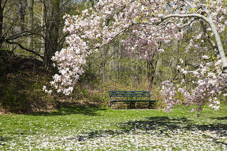 绿色公园长凳和玉兰树