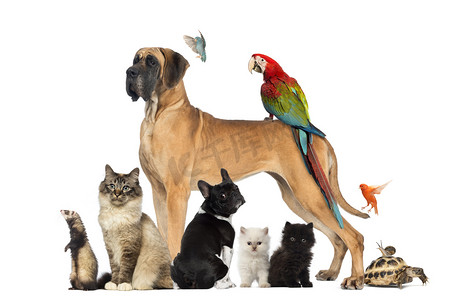 组的宠物狗、 猫、 鸟、 爬行动物、 兔，关于 whi 隔离