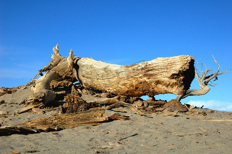 中老年群体摄影照片_沙漠中的枯树