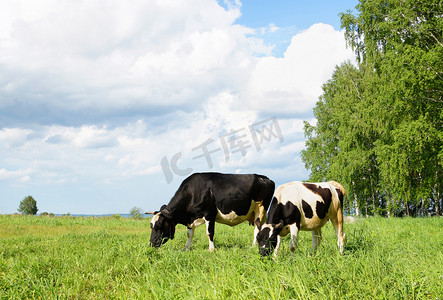 两头奶牛放牧在字段中
