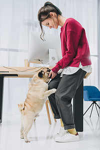 俏丽摄影照片_俏丽的夫人和可爱的帕格狗由工作桌