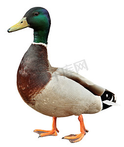 宠物背景狗摄影照片_Mallard Duck有快捷方式色彩斑斓的野鸭，背景为白色