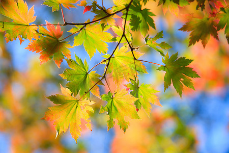 秋天的背景摄影照片_秋季 landscape.10