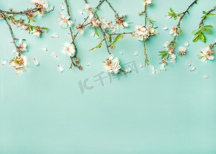 春季花卉背景, 质地和墙纸。白色杏仁花在浅蓝色柔和的背景下
