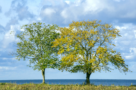海边树风景摄影照片_海边的两棵